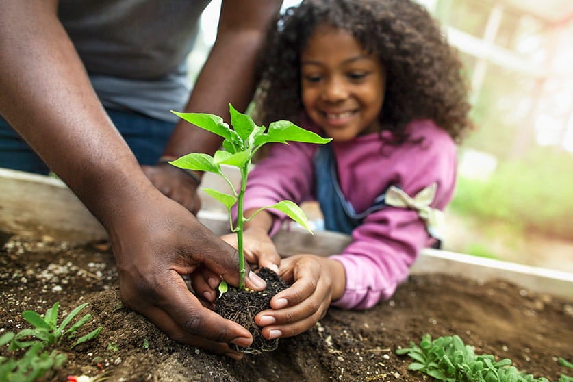 Uma menina está sorrindo enquanto planta uma muda. A mão de seu pai aparece ao lado, ajudando-a a plantar na terra.