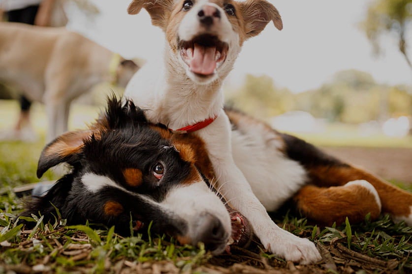 Dois cachorros brincam no gramado. Um deles, preto, está deitado e sorrindo. O segundo, branco, está sentado com as patas apoiadas sobre o outro.