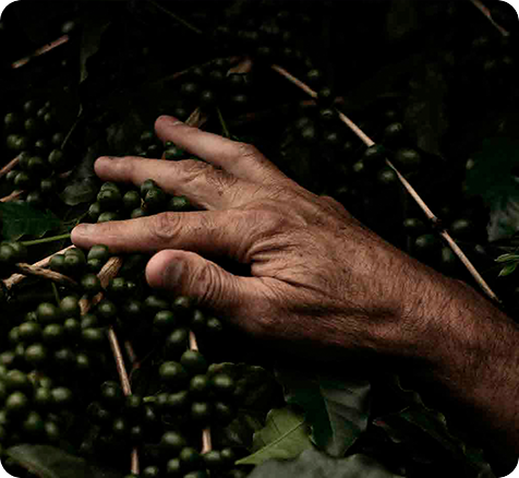 A cada embalagem vendida uma árvore é plantada